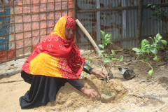 HHs-planting-sapling-in-host-community